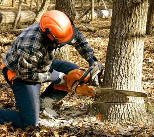 Tree Removal in Yorkville, CA
